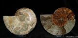 Inch Polished Ammonite With Crystal Pockets #379-1